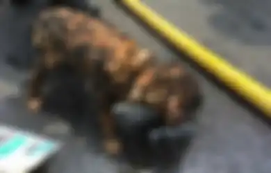 Meski Tubuhnya Hangus Terbakar, Anak Anjing Ini Masih Bisa Bertahan Hidup
