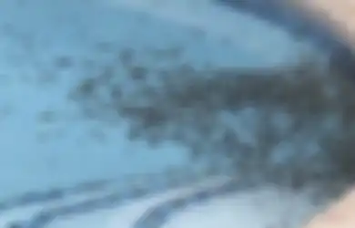 Hi.. Ribuan Kodok Beracun Serbu Kota Ini Hingga Memenuhi Kebun, Kolam Renang, dan Jalanan