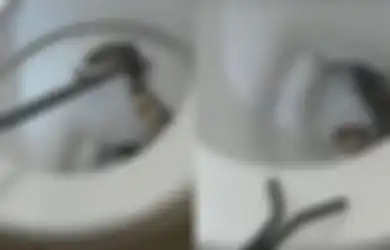 Seorang Ibu Terkejut Mengetahui Putrinya yang Masih Kecil Duduk di Atas Toilet dengan Ular Kobra Berbisa