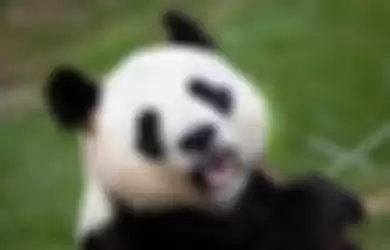 Panda makan bambu.