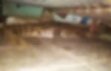 Terbangun pada Tengah Malam, Pria Ini Terkejut Tahu Ada Buaya Bersembunyi di Bawah Ranjangnya