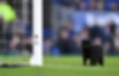 Yuk Lihat Tingkah Kucing Hitam yang Curi Perhatian Karena Masuk Stadion Saat Pertandingan Bola