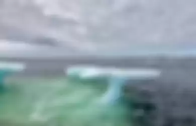 Inspiratif! Awalnya Mengira Bayi Anjing Laut, Para Nelayan Selamatkan Hewan yang Kelaparan dan Ketakutan dari Atas Gunung Es