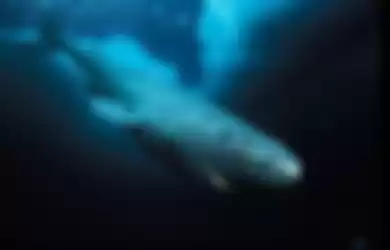 5 hewan paling berumur panjang di dunia. Salah satunya hiu Greenland.