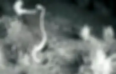 Video Tikus Ninja Keluarkan Tendangan Kungfu Menghajar Ular Derik Berbisa