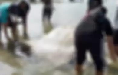 Bangkai seekor ikan mola-mola ditemukan terdampar di Teluk Ambon tepatnya di pantai Desa Poka, Kecamatan Teluk Ambon, Minggu (31/3/2019)