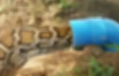 Ular bisa berbahaya, tetapi dengan melakukan tindakan pencegahan dasar, kamu bisa menangkap ular dengan risiko minimal.