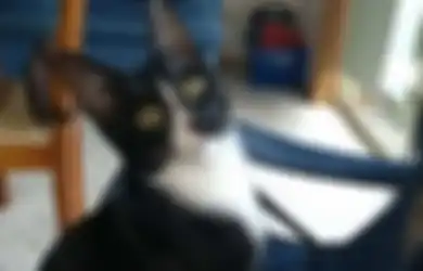 Ajaib, Meski Telah Tergiling di Dalam Mesin Cuci Selama 30 Menit, Kucing Ini Masih Hidup Tanpa Cedera