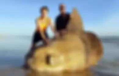 Dua pria ini menemukan ikan mola-mola raksasa