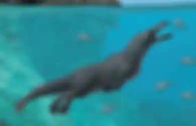 Benarkah Dulu Paus Berkaki Empat, Dapat Berjalan, dan Berenang?