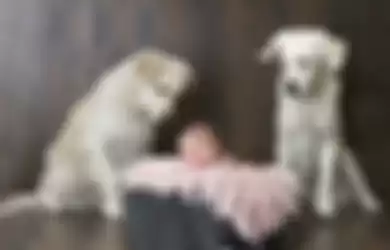 Seolah Sedang dalam Operasi Pembebasan Sandera, Lihat Tingkah Dua Anjing Pada Balita di Video Ini!
