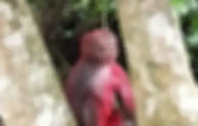 Kasihan, Monyet Ini Disingkirkan Kawanannya Gara-gara Disiram Cat Merah oleh Orang Iseng
