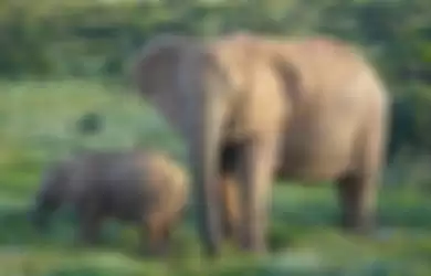 Miris! Akibat Meningkatnya Perburuan, Banyak Gajah Lahir Tanpa Gading