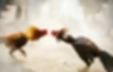 Pernah Lihat Adu Ayam? Ternyata Sabung Ayam Juga Populer di Filipina Bahkan Disebut Industri Miliaran Dolar