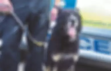 Anjing polisi Ozzy mendapatkan medali Emas PDSA