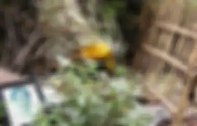 Di Desa Trunyan, Mayat-mayat 'Diletakkan Begitu Saja' di Bawah Pohon Menyan Tanpa Dikubur