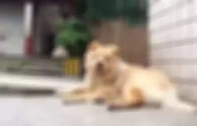 Video Kisah Anjing Setia, Rela Menunggu Berjam-jam di Stasiun Sampai Pemiliknya Pulang