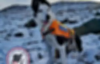 Terkubur di dalam Salju, Pria Ini Merekam Video Penyelamatan yang Dilakukan Seekor Anjing, Mengharukan!