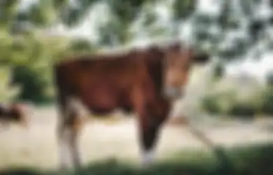 Seret Sapi Tetangganya ke Semak-semak, Seorang Pensiunan 68 Tahun Kemudian Lakukan Hal Menjijikkan Ini, 'Saya Melakukannya untuk Kesenangan'