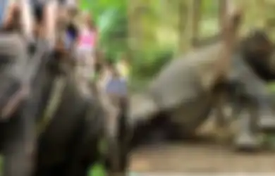 Realitas Kejam di Balik Industri Wisata Menunggangi Gajah di Thailand yang Mungkin Tak Pernah Anda Ketahui