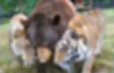 Intip Video Lucunya Persahabatan yang Tak Biasa antara Beruang, Singa, dan Harimau Ini!