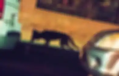 Perkumpulan Sekte Misterius atau Anjing Hutan? Ilmuwan Selidiki Kasus Brutal Pembunuhan Kucing