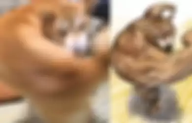 Foto blur anjing yang jadi meme.