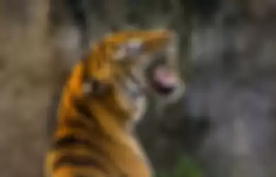Seekor Harimau Sumatra Serang Seorang Petugas Wanita di Kebun Binatang