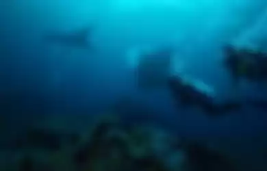 Tak Menyangka Temui Pemandangan Menakjubkan, Dua Penyelam Ini Berhasil Rekam Video Kuda Laut Tengah Melahirkan!