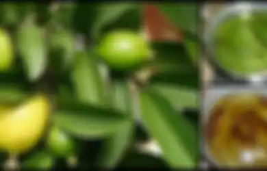 Ini 4 Manfaat 'Ajaib' Air Rebusan Daun Jambu, Begini Cara Membuatnya