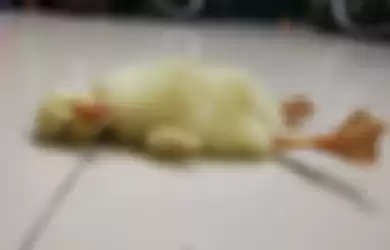 Bebek lucu yang menetas dari telurnya