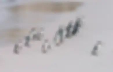 Tragis, Hanya dalam Satu Malam Koloni Penguin Musnah Ketika Es di Antartika Runtuh