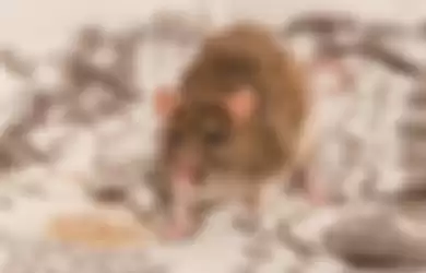 ilustrasi cara usir tikus dari rumah