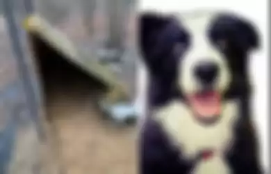 Rumah penampungan salah satu anjing yang ditemukan mati. 