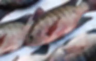 Sering Dikonsumsi Orang Indonesia, Ikan Mujair Ternyata Berbahaya Untuk Kesehatan