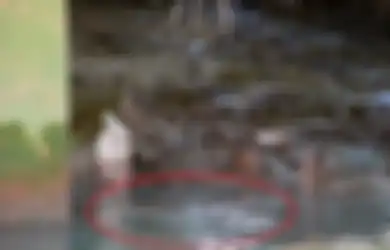 Tak Pernah Saling Menyakiti, di Kampung Ini, 'Buaya dan Manusia' Hidup Rukun, Konon karena Sebuah Perjanjian di Masa Lalu