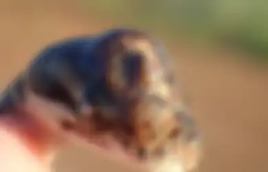 Ular Bermata Tiga Ditemukan di Australia, Ini Rahasia 'Konfigurasi Aneh' dari Hewan Langka Tersebut