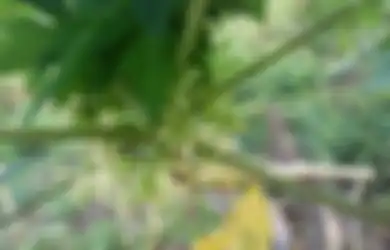10 Manfaat Kesehatan Luar Biasa dari Bunga Pepaya yang Jarang Kita Ketahui, Sayang Jika Dilewatkan