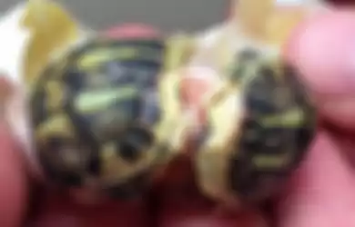 Video Lucu dan Menggemaskan Bayi Kura-kura Kembar yang Baru Menetas