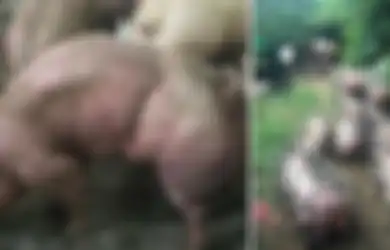Peternakan Babi Besar Berotot di Kamboja, Pecinta Hewan Sebut Praktik Itu Sangat Kejam dan Mengerikan