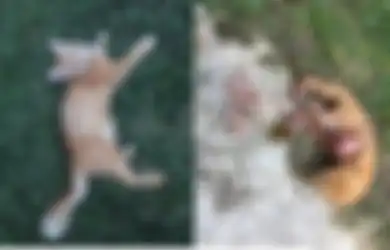 Kisah Pilu Seekor Kucing: Dengan Usus Terurai, Kucing Ini Mendekati Pemiliknya Sebelum Kematiannya