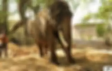 Selama Lebih dari 51 Tahun Dipercaya Jadi Gajah Kuil, Kondisi Gajah Ini Mengenaskan, Kini Ia Menghirup Udara Kebebasan!