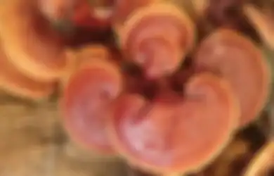 Temukan Jamur Jenis Ini Tumbuh? Para Peneliti Klaim Ada Kandungan Emas Tersembunyi  di Dalam Tanahnya