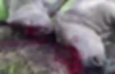 Video Menyedihkan Ketika 2 Ekor Badak Terbaring Sekarat Setelah Culanya Dirampas oleh Pemburu Liar