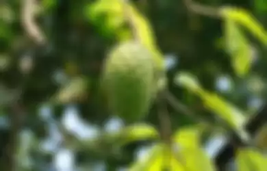 Halau Keong Hingga Ulat Bulu dengan Bumbu Dapur Ini! Ternyata Ampuh Cegah Hama Tanaman