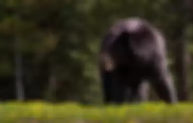 Aksi Keluarga Beruang yang Mengambil Alih Sebuah Mobil Tertangkap Kamera, Ini Videonya!