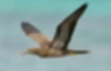 Terjerat Kail Pancing, Burung Ini Berhasil Terbang Menuju Kebebasan Setelah Diselamatkan Pengamat Burung
