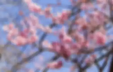 Bunga sakura di Jepang.