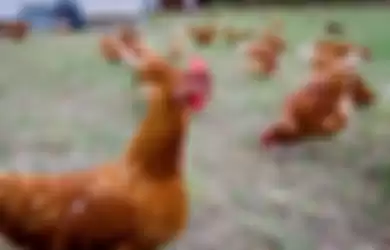 Unik, Peternak Tiongkok Gunakan Cara Ini untuk Kumpulkan Ratusan Ayam