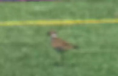 Burung killdeer yang bersarang di lapangan bola di AS